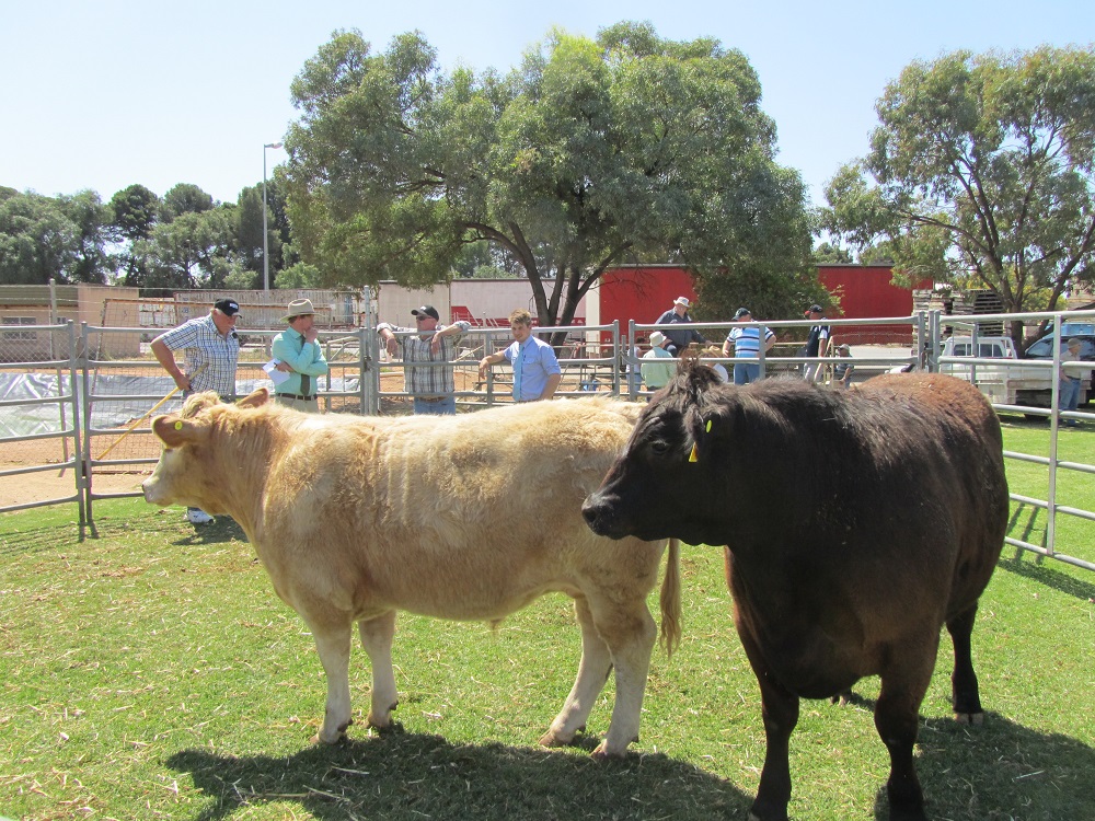 Loxton Show Cows